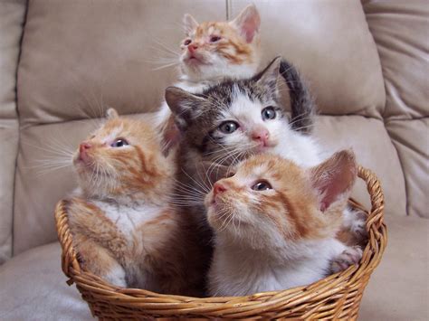 4 Cat.